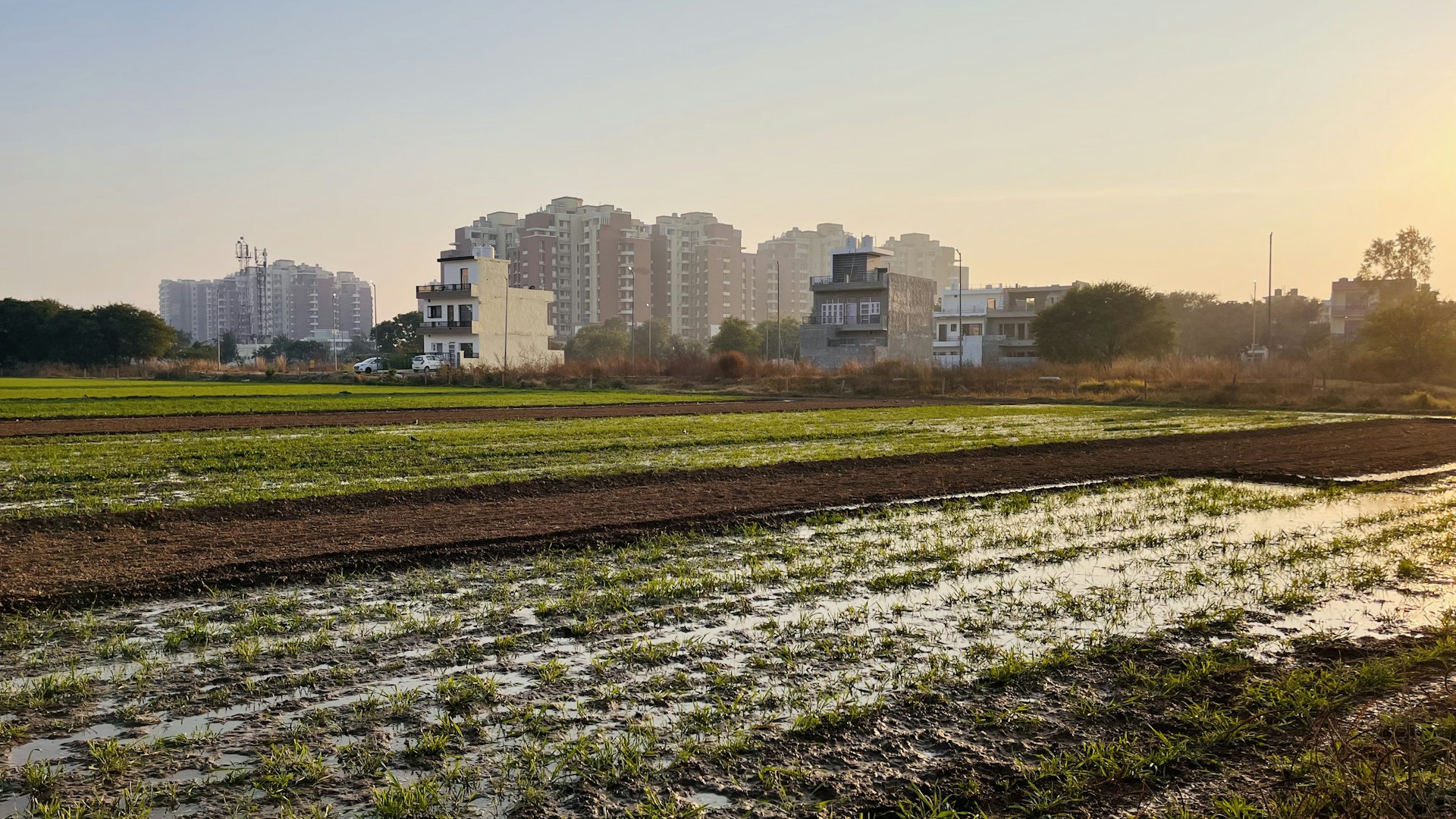 How Urban Farming Shapes Food Security and Community Health