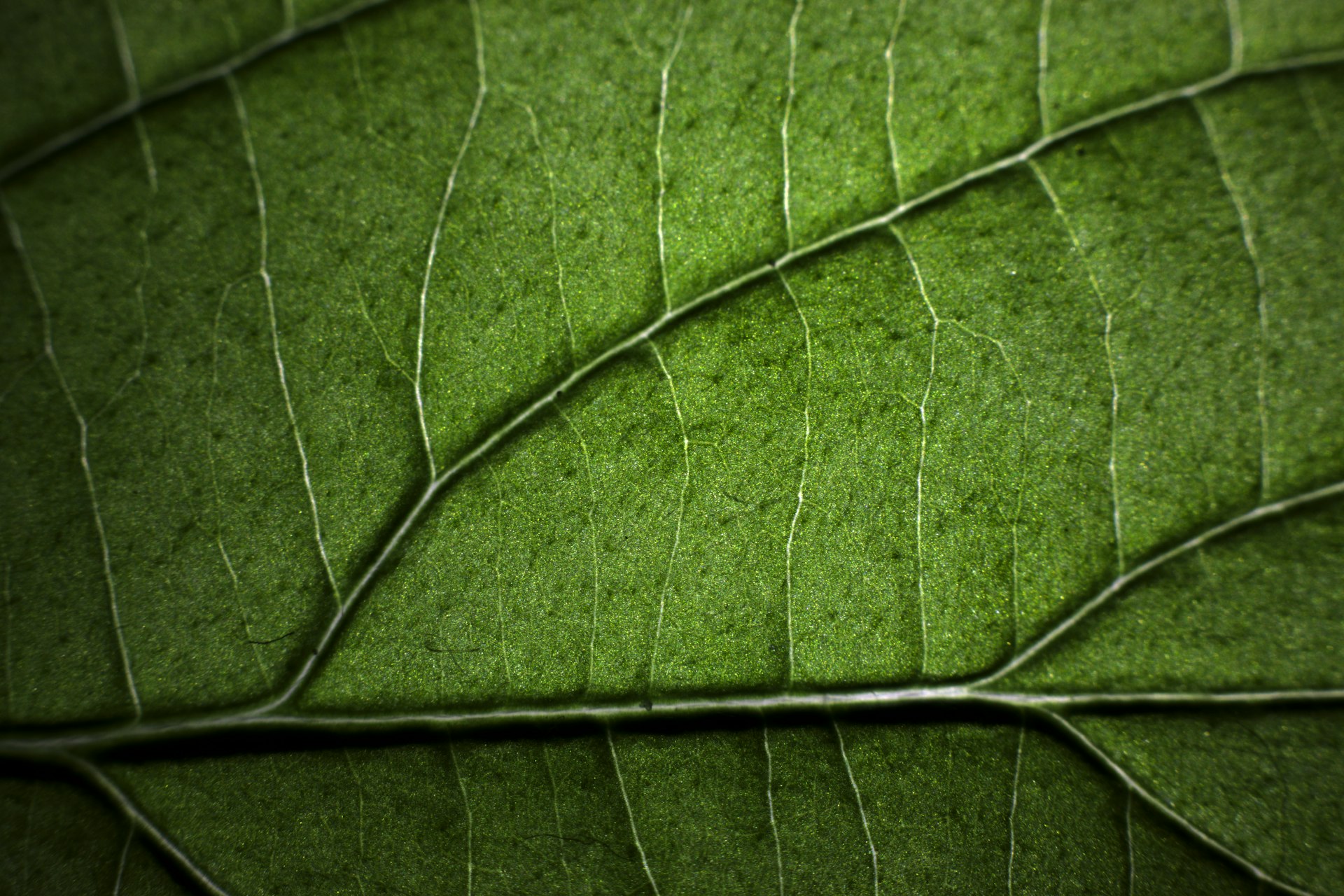 How Green Technology Drives Down Carbon Footprints: Practical Strategies for Sustainable Impact