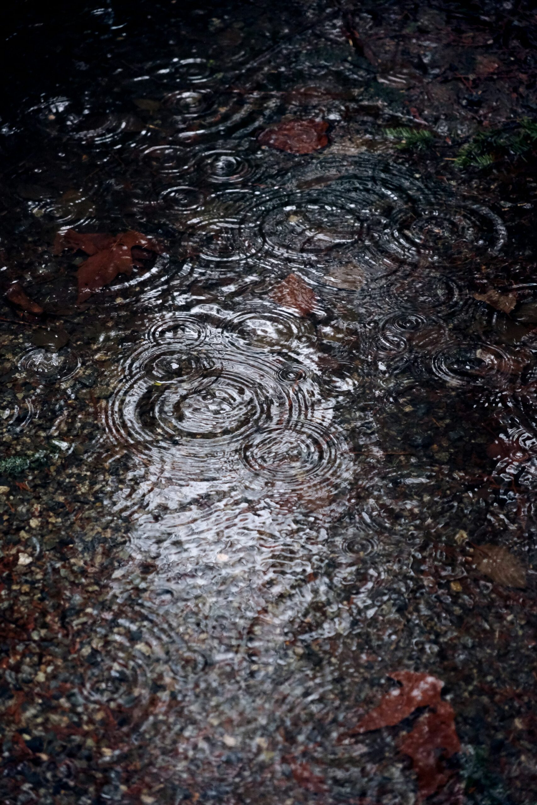 Acid Rain's Environmental Impact: Causes, Effects, and Solutions